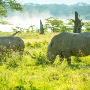 Lake Nakuru National Park 16 Kenya
